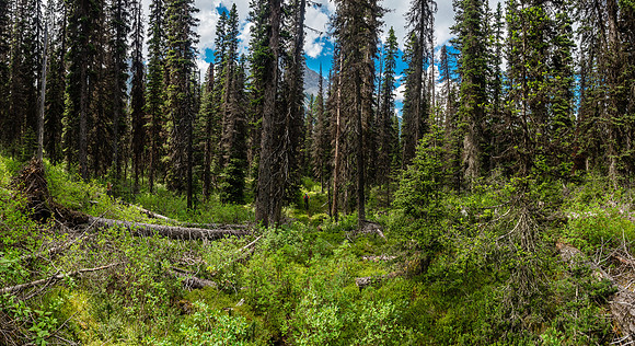 Hours and hours of forest hiking is good for the soul.