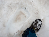 A size "10" grizzly track in the snow.