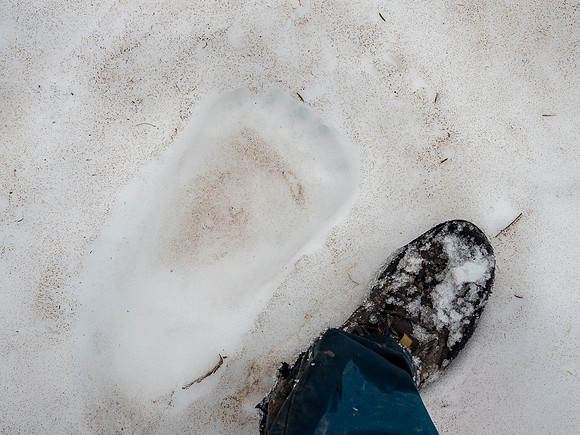 A size "10" grizzly track in the snow.