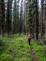 Hours and hours of forest hiking is good for the soul.