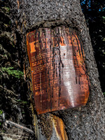 More evidence of the history of this area is found at an old horse camp along the trail.