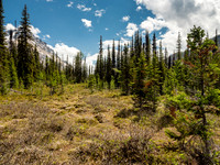 Like many Rockies passes, White Man Pass is more of a boggy meadow than a "pass". But this is a lovely wild place nonetheless.