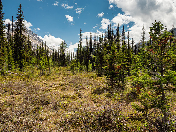 Like many Rockies passes, White Man Pass is more of a boggy meadow than a "pass". But this is a lovely wild place nonetheless.