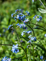 Stickseed
