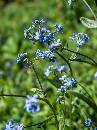 Stickseed