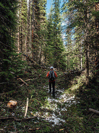 Surprisingly, someone has already been through this avalanche mess with a chainsaw this year - as evidenced by the trees that are cut while still on top of the snow.