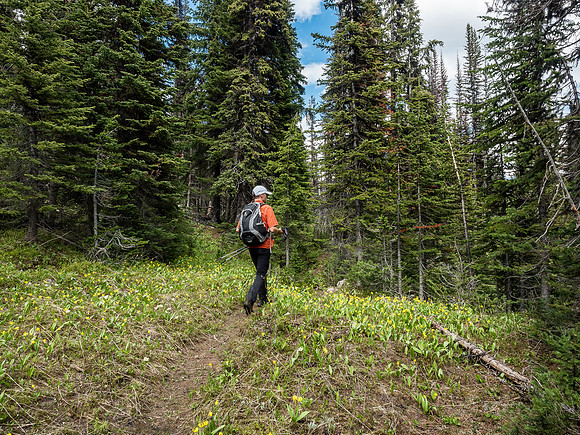 We managed to lose the main trail a few times from White Man Pass to the south slopes of Mount Currie, especially where it passed through boggy areas.