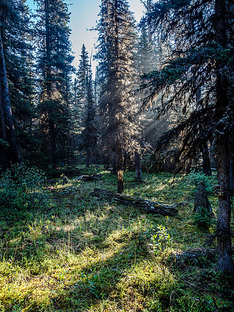 Although damp, it was a beautiful morning with mist rising off the vegetation in the early morning sun.