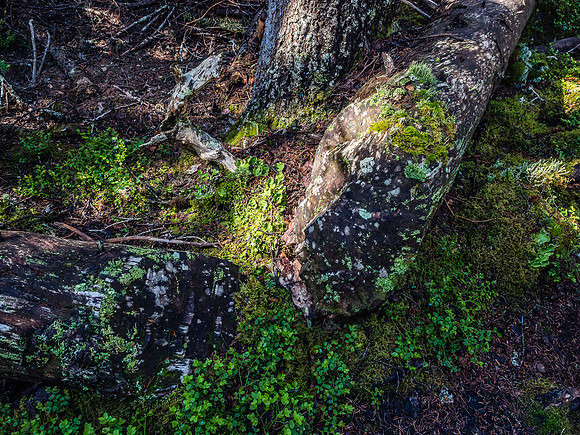 How cool is that? An ax-hewn tree from trail clearing efforts a long time ago.