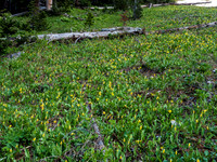 Glacier Lillies out in full.