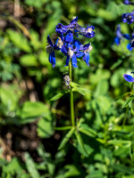 Larkspur