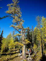 Hiking up Larch Valley to Sentinel Pass.