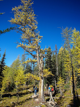 Hiking up Larch Valley to Sentinel Pass.
