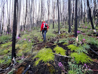 Ascending west slopes into Chortling Marmots Creek valley.