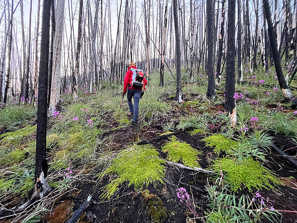 Ascending west slopes into Chortling Marmots Creek valley.