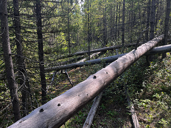 Hiking back to Kootenay Plains along the Siffleur River trail.