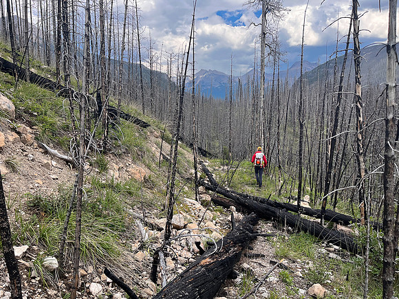 Hiking back to Kootenay Plains along the Siffleur River trail.