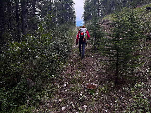 Hiking back to Kootenay Plains along the Siffleur River trail.
