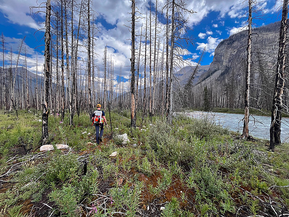 Hiking back to camp along the Siffleur River.