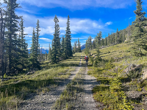 Hiking back across the Kootenay Plains along the Siffleur River trail.