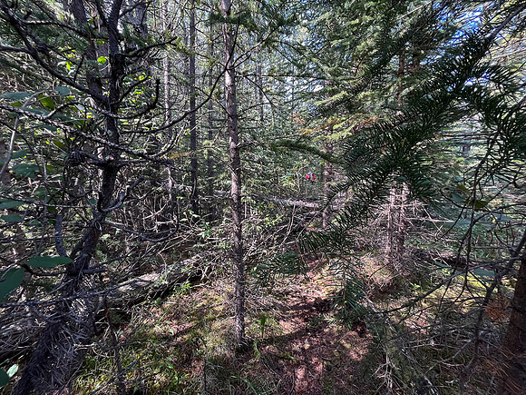 Hiking back to Kootenay Plains along the Siffleur River trail.