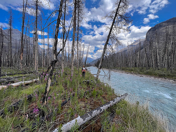 Hiking back to camp along the Siffleur River.