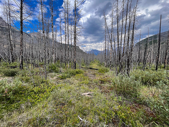 Hiking back to Kootenay Plains along the Siffleur River trail.