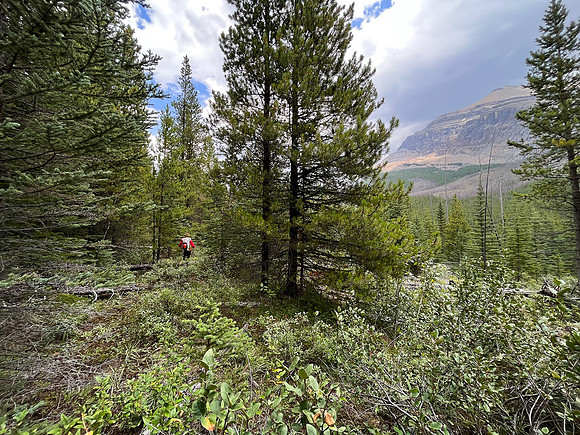 Hiking back to Kootenay Plains along the Siffleur River trail.