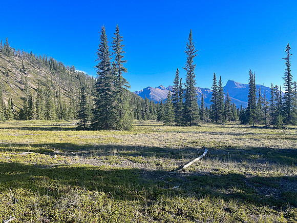 Hiking back across the Kootenay Plains along the Siffleur River trail.