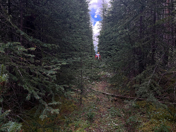 Hiking back to Kootenay Plains along the Siffleur River trail.