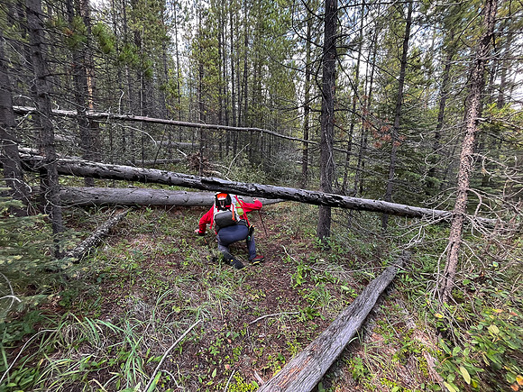 Hiking back to Kootenay Plains along the Siffleur River trail.