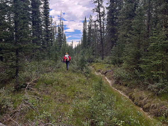 Hiking back to Kootenay Plains along the Siffleur River trail.