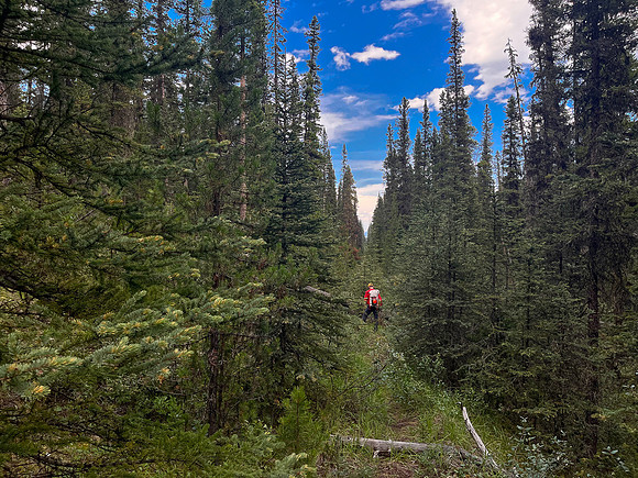 Hiking back to Kootenay Plains along the Siffleur River trail.