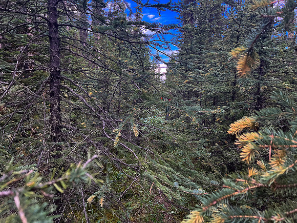 Hiking back to Kootenay Plains along the Siffleur River trail.