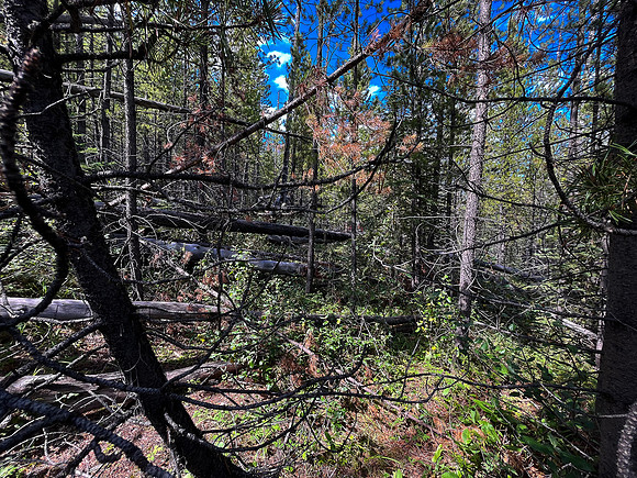 Hiking back to Kootenay Plains along the Siffleur River trail.