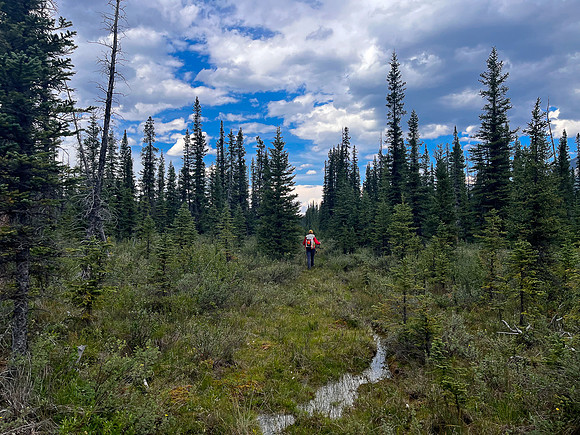 Hiking back to Kootenay Plains along the Siffleur River trail.