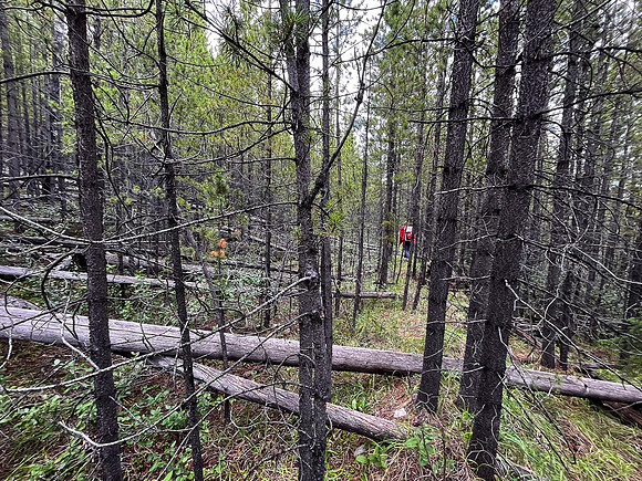 Hiking back to Kootenay Plains along the Siffleur River trail.