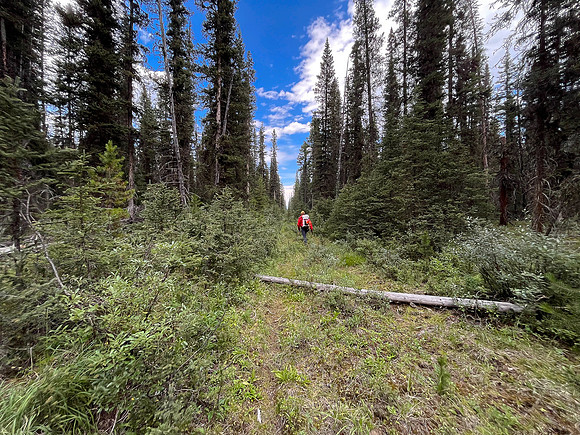 Hiking back to Kootenay Plains along the Siffleur River trail.