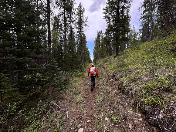 Hiking back to Kootenay Plains along the Siffleur River trail.