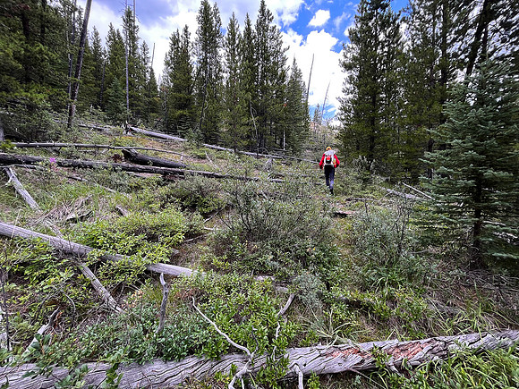 Hiking back to Kootenay Plains along the Siffleur River trail.