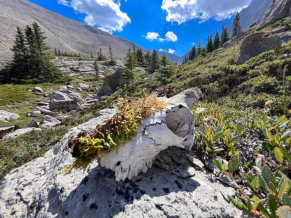 Descending Chortling Marmots creek towards the Siffleur River.