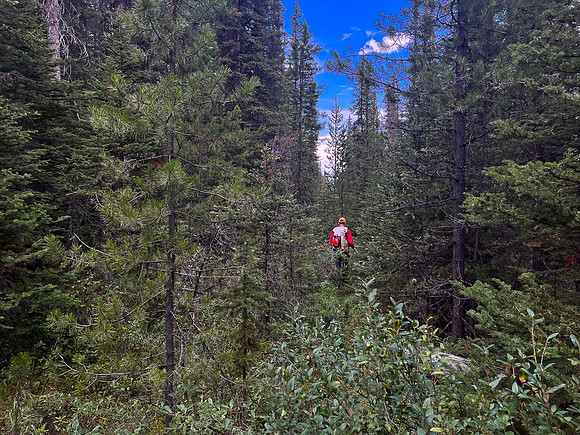 Hiking back to Kootenay Plains along the Siffleur River trail.