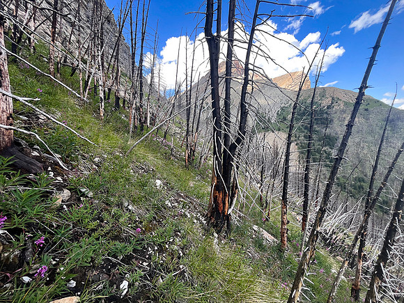 Ascending the SE slopes of Siffleur Mountain.