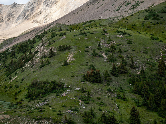 Ascending the SE slopes of Siffleur Mountain.