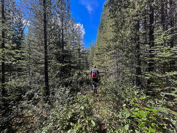 Hiking the Siffleur River Trail.