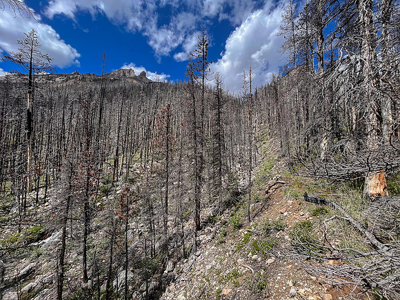 Ascending lower SE slopes of Siffleur Mountain.