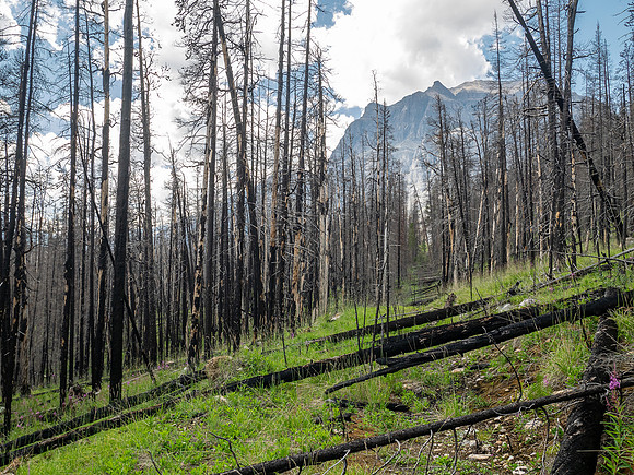 Hiking the Siffleur River Trail.