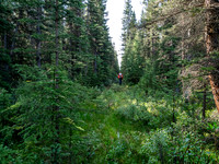 Hiking the Siffleur River Trail.