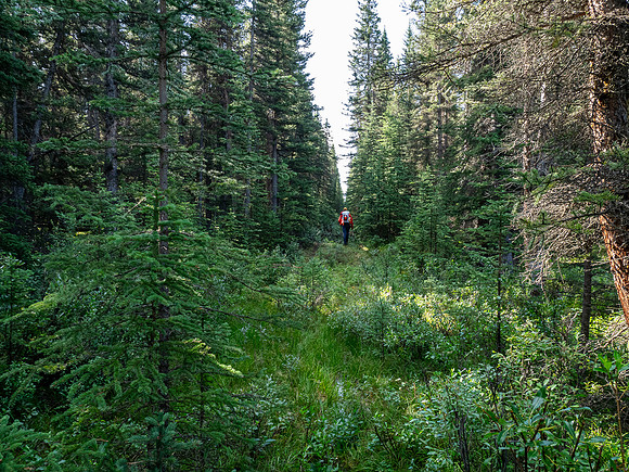 Hiking the Siffleur River Trail.