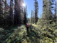 Hiking the Siffleur River Trail.